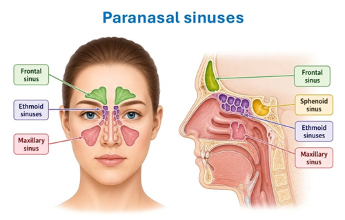 sinuses